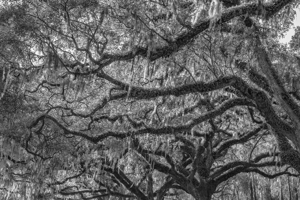 old trees in black and white
