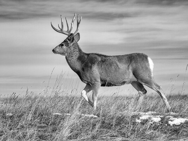 Deer On The Dakota Buffalo Grasslands Black And White Photograph