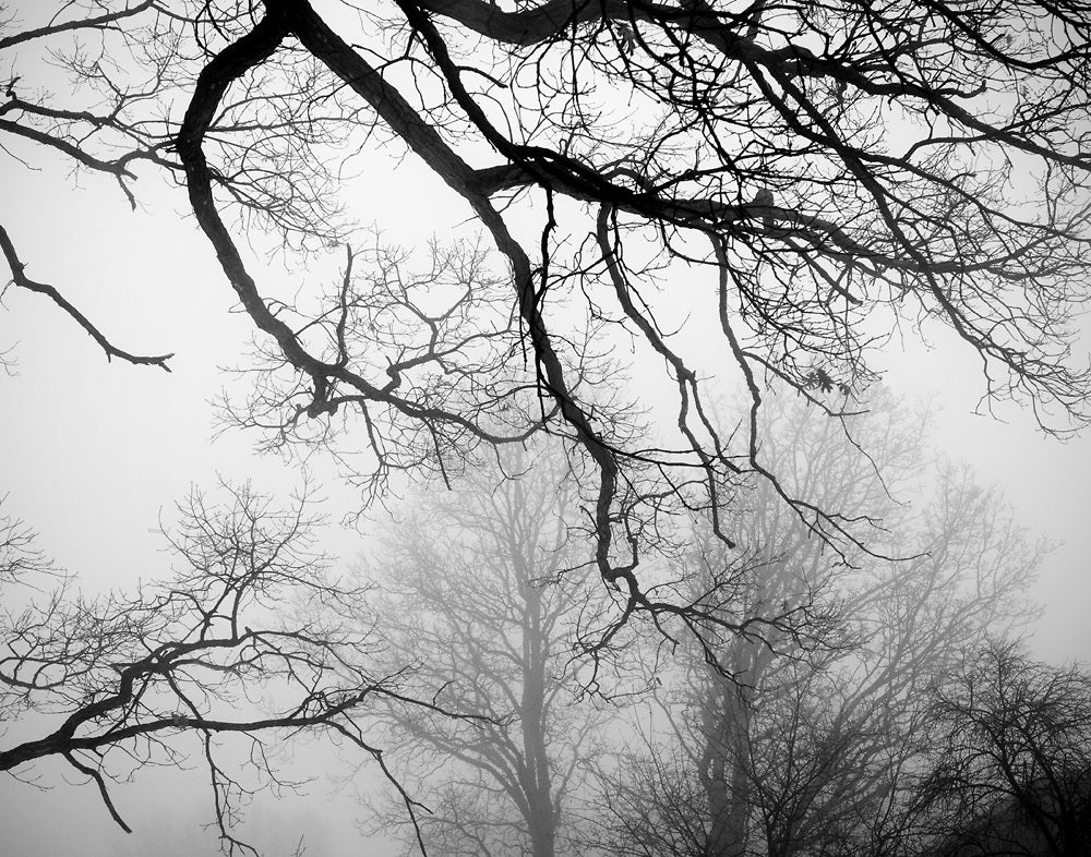 Image result for fog tree photography by