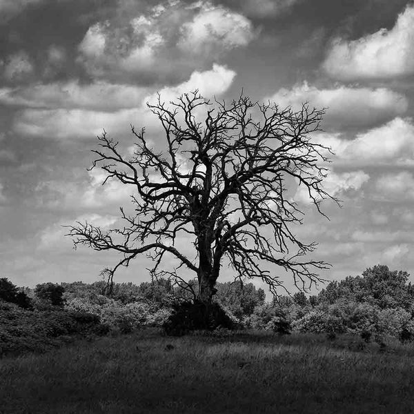 Dead Cottonwood Tree in a Cloud Shadow (P6206639) (Square Format