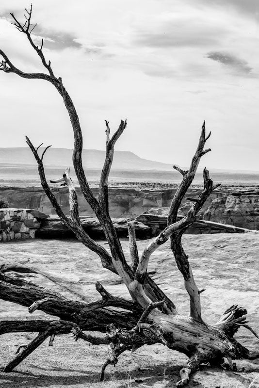 Dead Tree on the Canyon Rim at Canyon de Chelly, Arizona - Black and ...