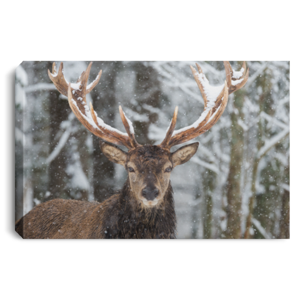 Big Buck In Snow Wall Art Canvas .75in Frame – Country Bumpkin