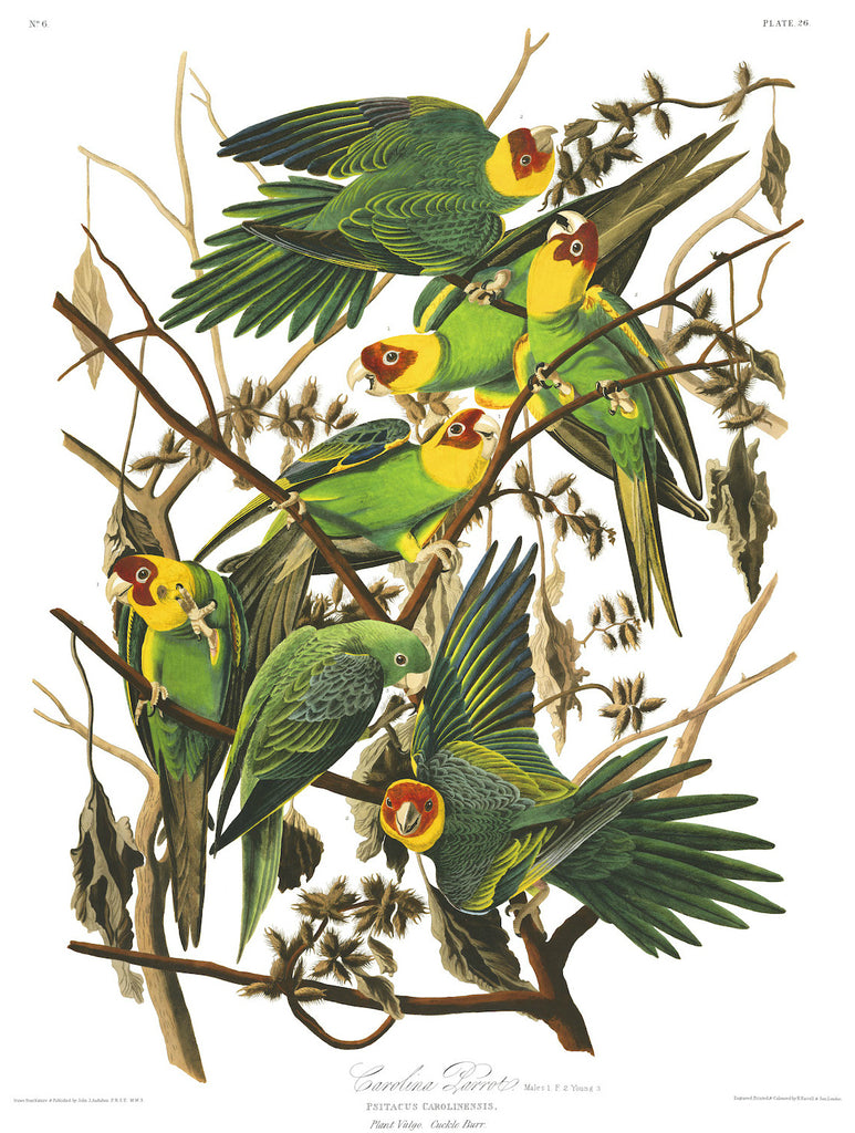 Audubon illustration