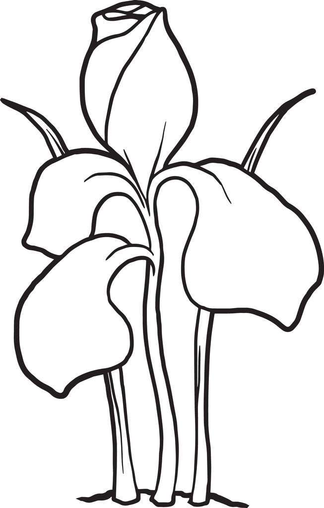 Iris Flower Coloring Page