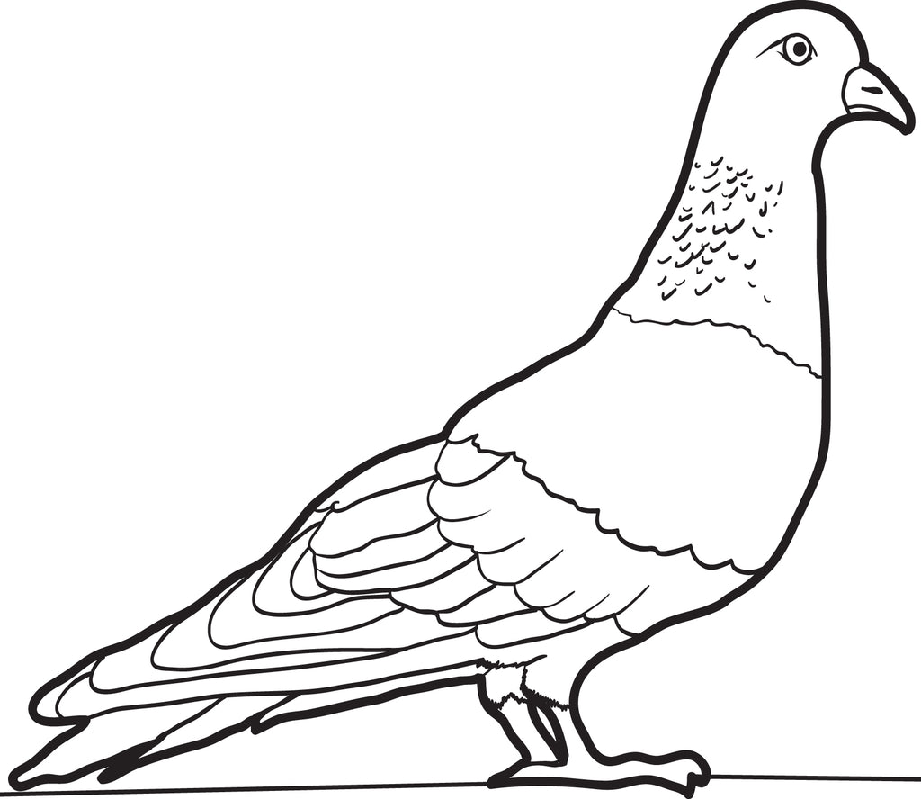 Printable Pigeon Coloring Page for Kids – SupplyMe