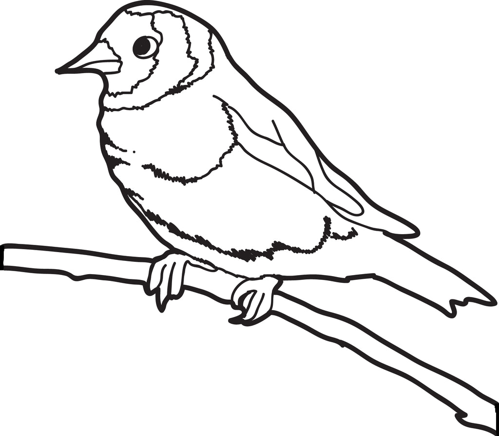 Sparrow Coloring Page Sketch Coloring Page