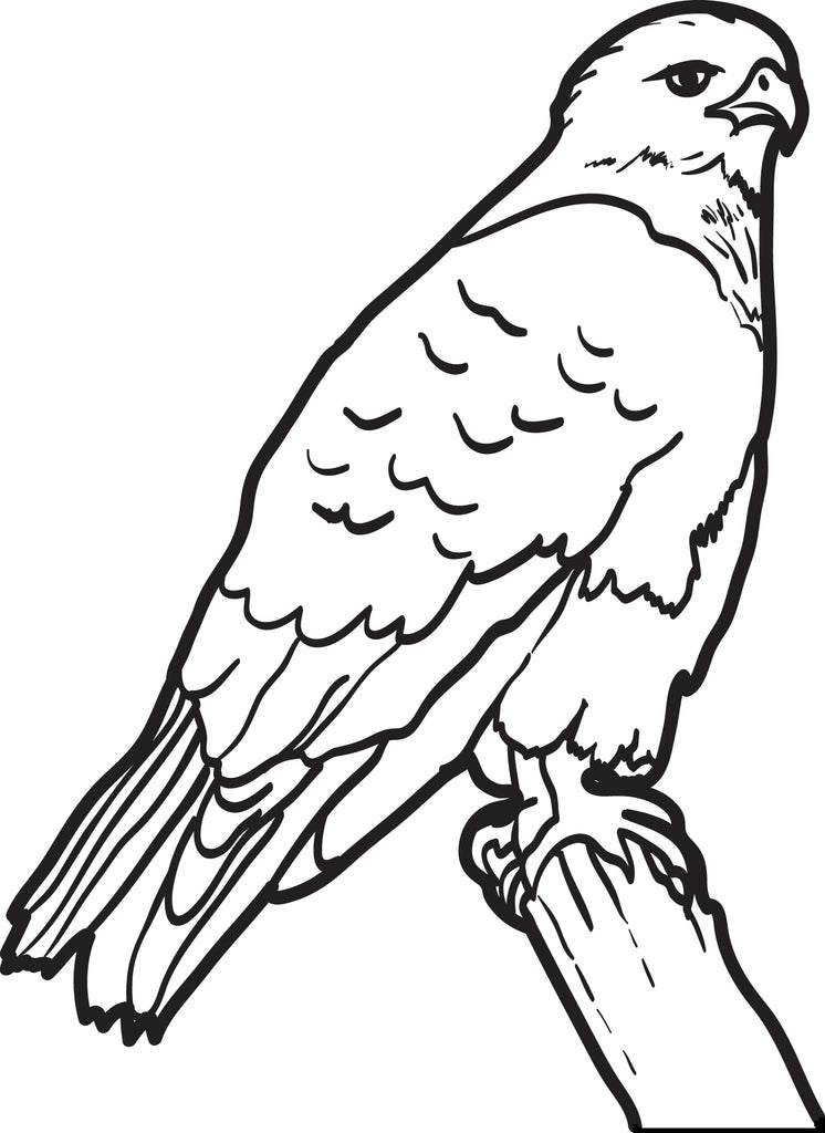 Printable Hawk Coloring Page for Kids – SupplyMe
