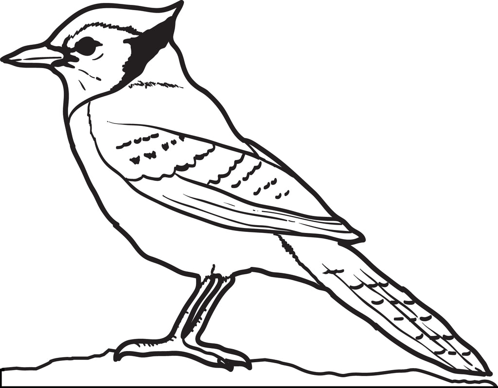 Print Out Animals Birds Blue Jay Coloring Pages 2