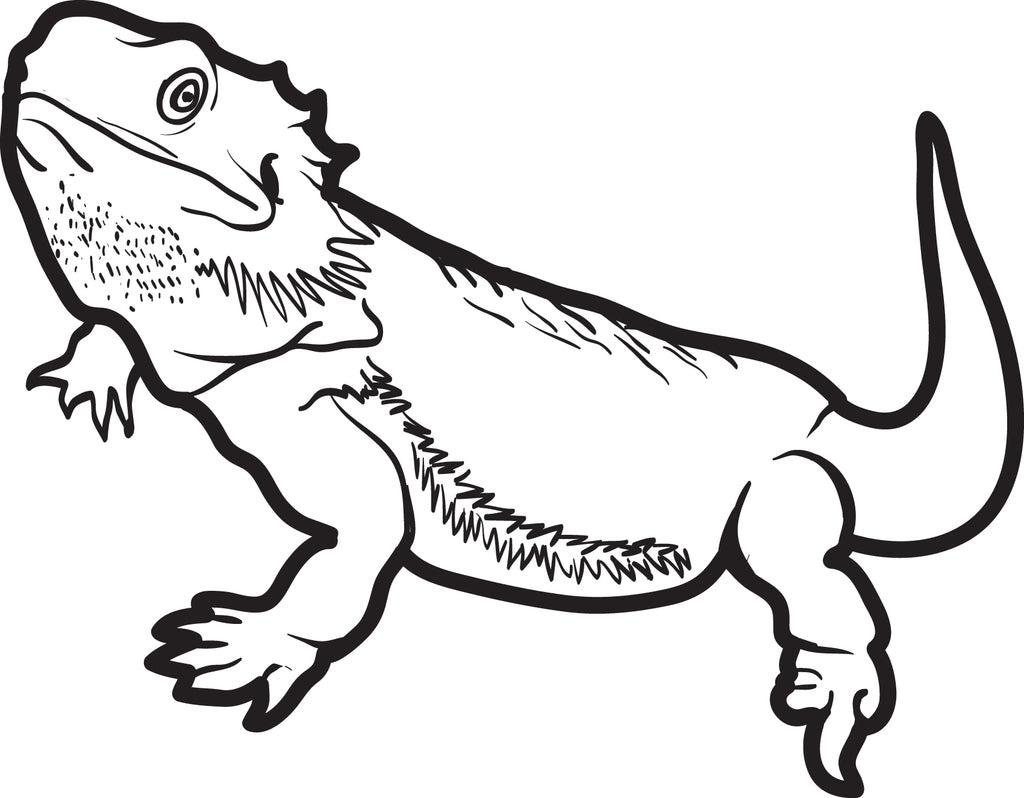 Download Printable Lizard Coloring Page for Kids #5 - SupplyMe