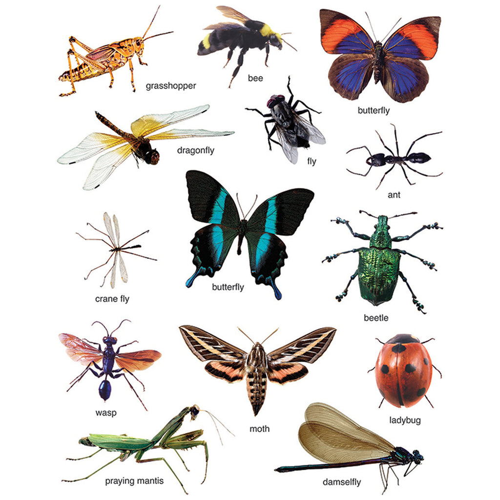Carson Dellosa Insects: Photographic Realistic Stickers | CD-168014 ...