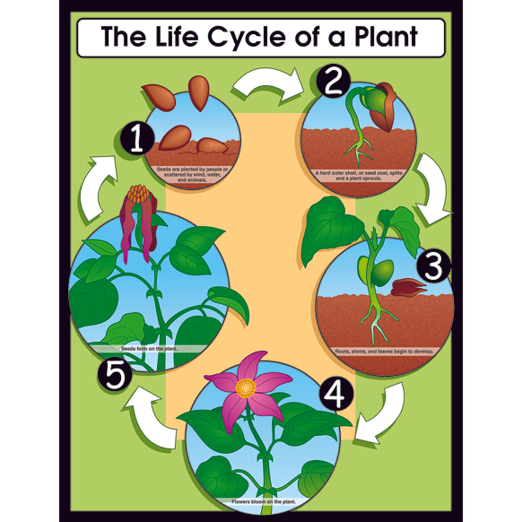 Carson Dellosa The Life Cycle of a Plant Chart CD6358 SupplyMe