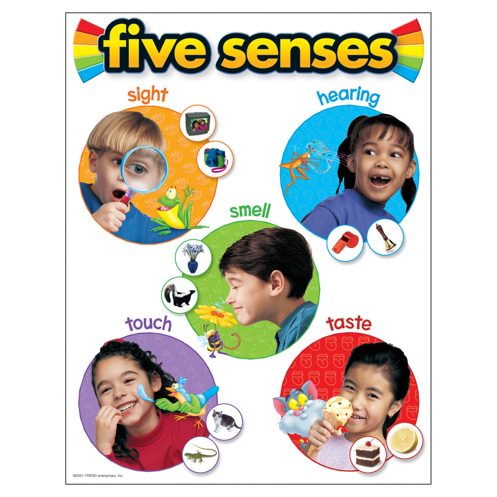 Trend Enterprises Five Senses Learning Chart T 38051 Supplyme 0629