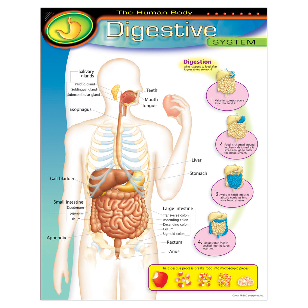 Trend Enterprises The Human Body–Digestive System Learning Chart | T ...