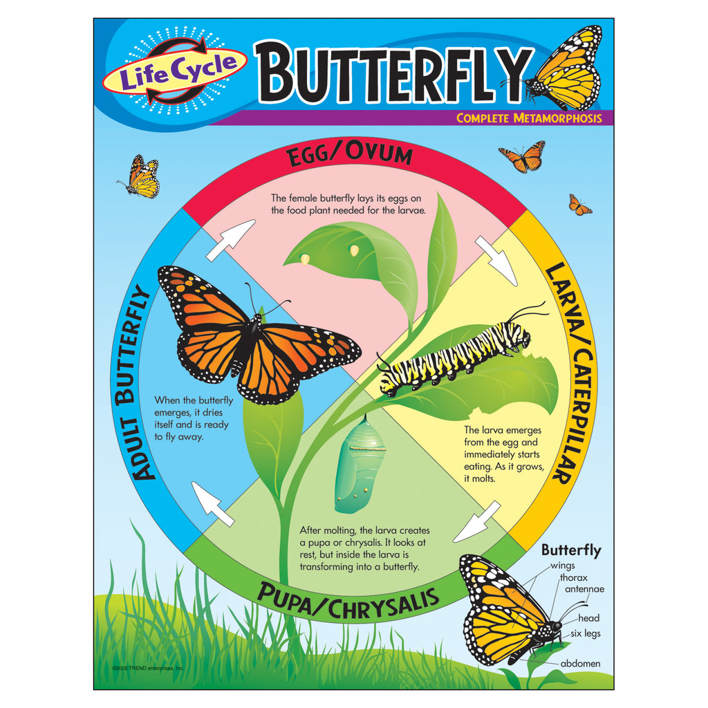 Trend Enterprises Life Cycle of a Butterfly Learning Chart | T-38151