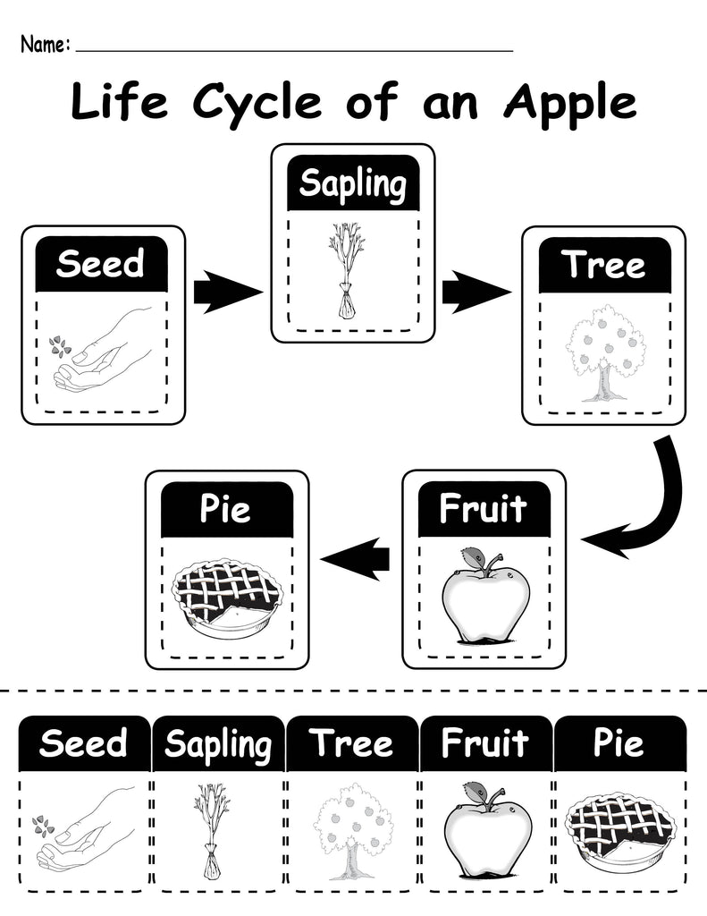 Life Cycle Of An Apple Printable Worksheet Supplyme