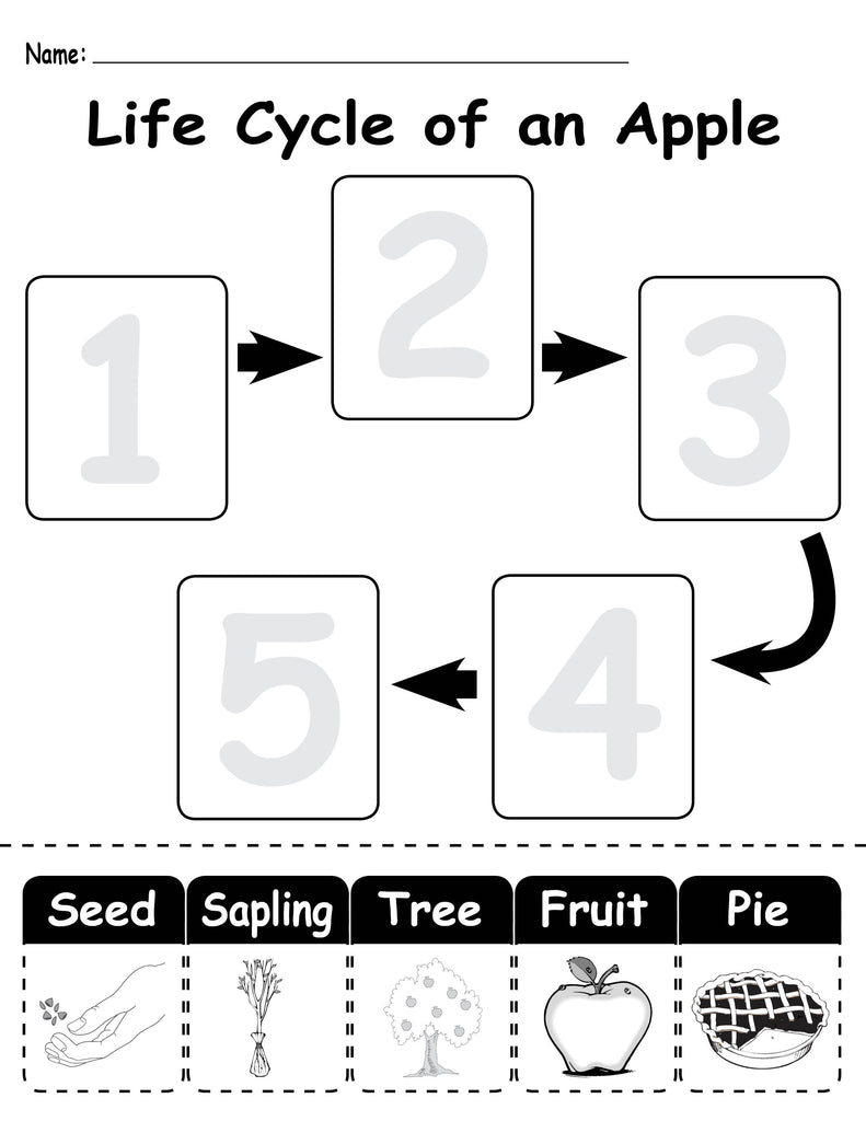 Life Cycle of an Apple FREE Printable Worksheet