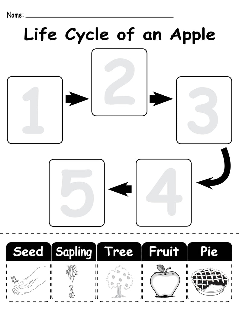 Free Printable Apple Life Cycle Worksheet