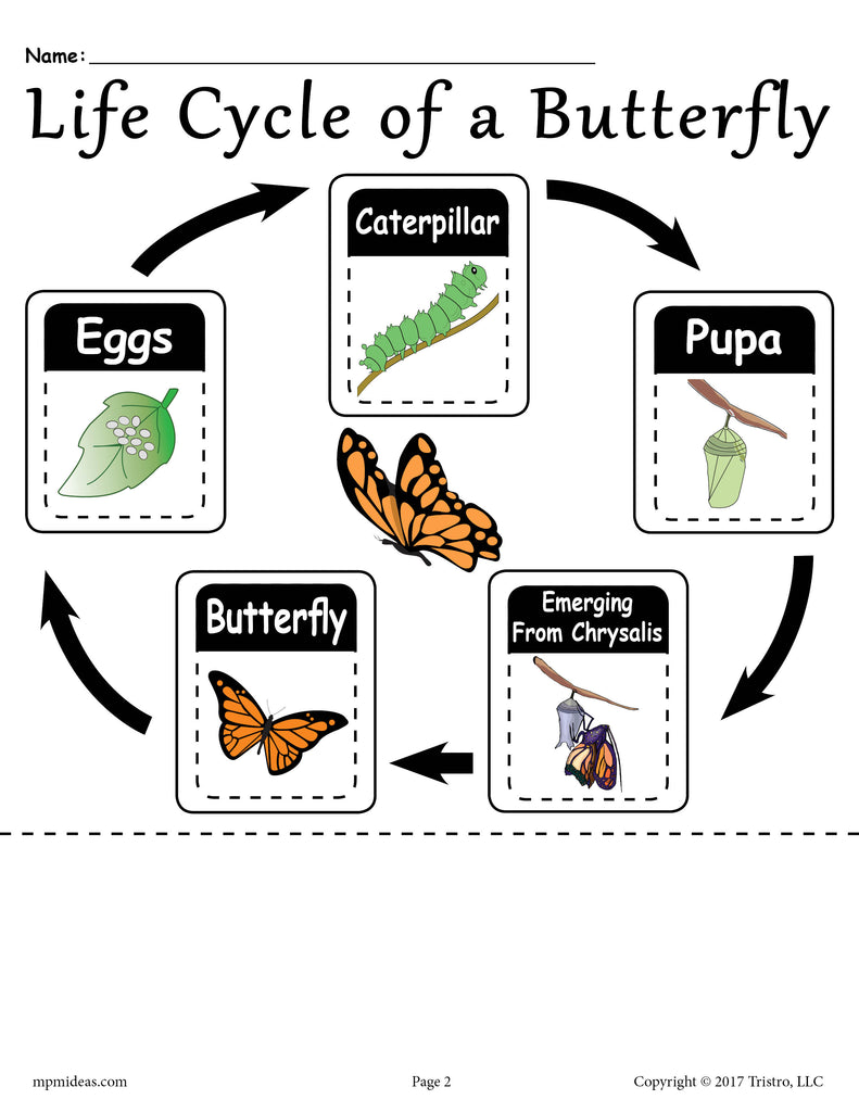 Free Printable Butterfly Life Cycle Worksheet