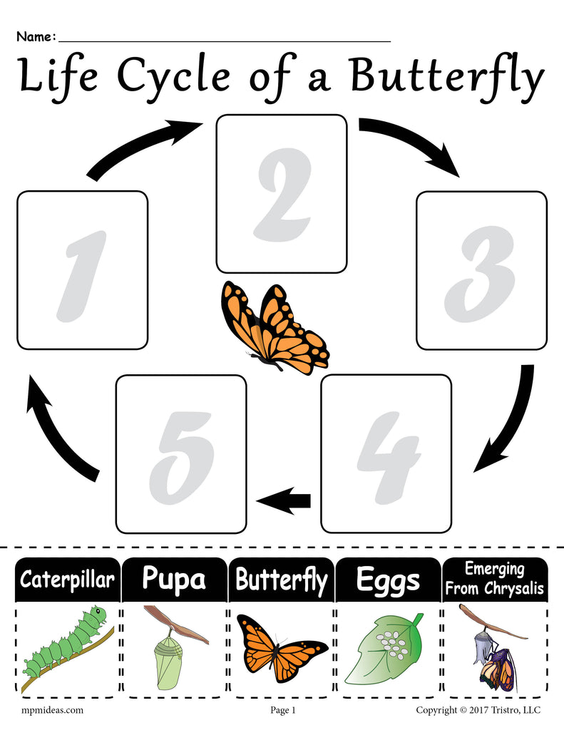 "Life Cycle of a Butterfly" FREE Printable Worksheet – SupplyMe
