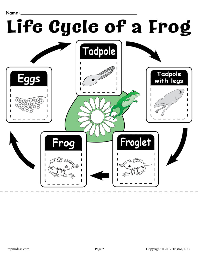 Life Cycle of a Frog Preschool Worksheet