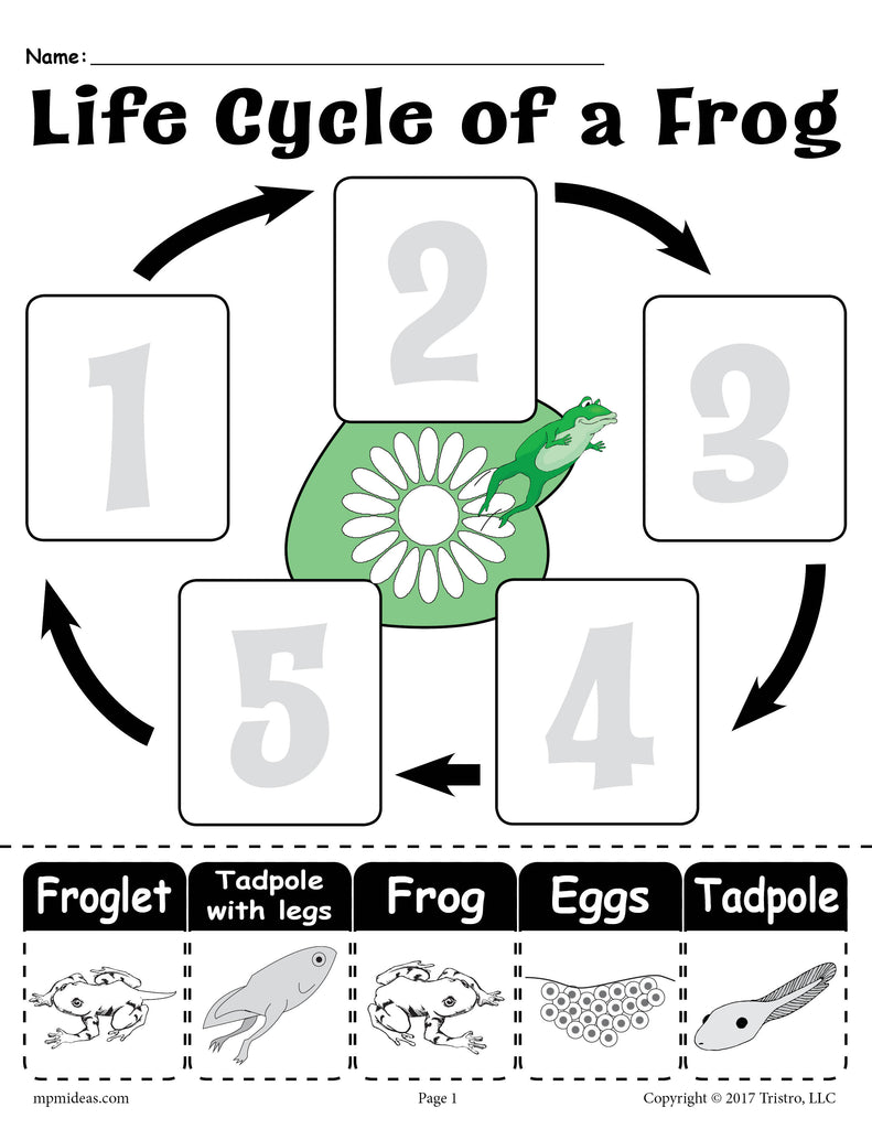 "Life Cycle of a Frog" FREE Printable Worksheet SupplyMe