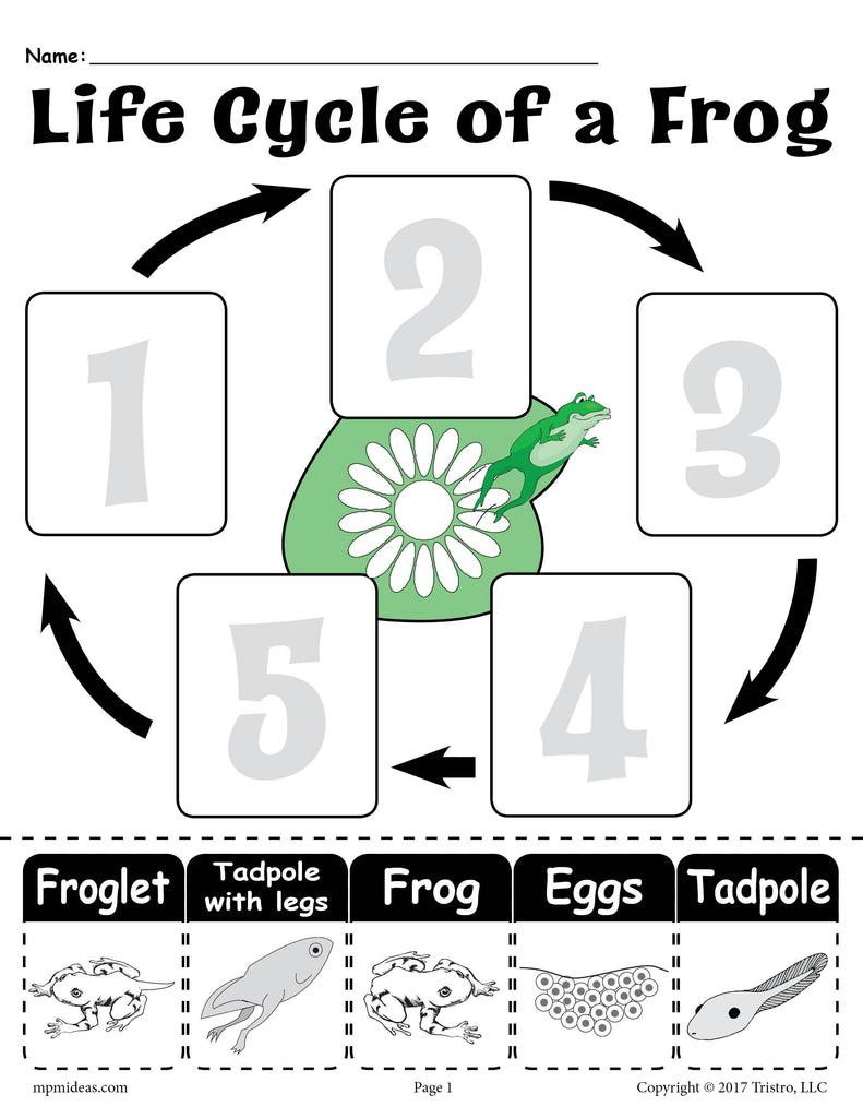 "Life Cycle of a Frog" Printable Worksheet With Frog Life Cycle Worksheet