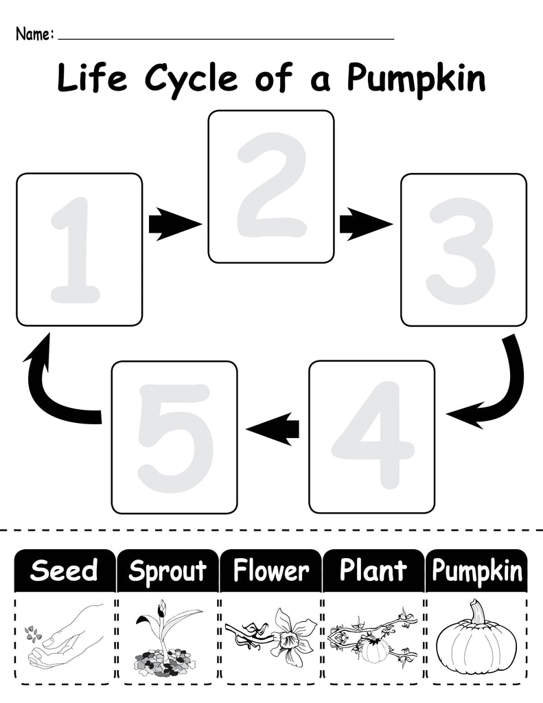 3 "Life Cycle of a Pumpkin" Printable Worksheets! SupplyMe