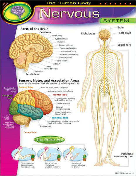 Trend Enterprises The Human Body–Nervous System Learning Chart | T