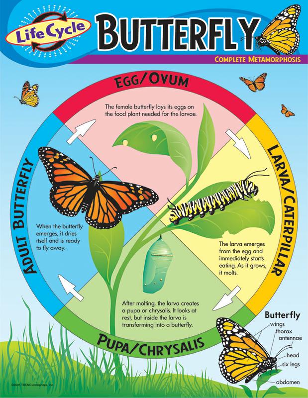 trend-enterprises-life-cycle-of-a-butterfly-learning-chart-t-38151-supplyme