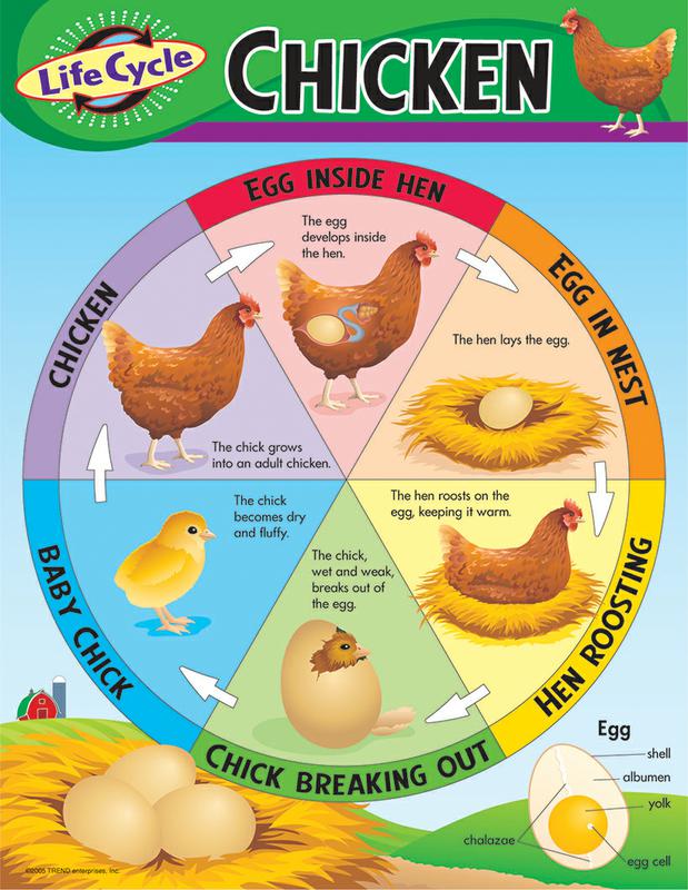 Trend Enterprises Life Cycle of a Chicken Learning Chart | T-38153