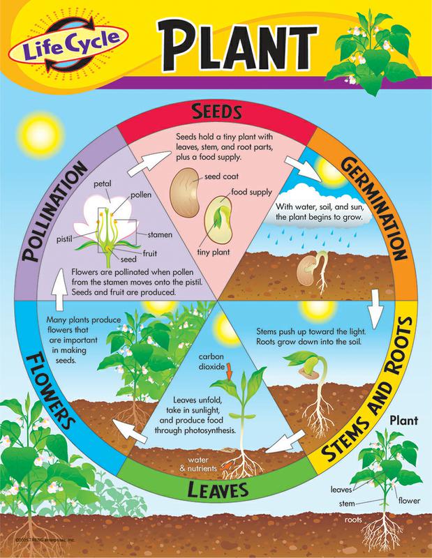 Trend Enterprises Life Cycle of a Plant Learning Chart | T-38179 ...