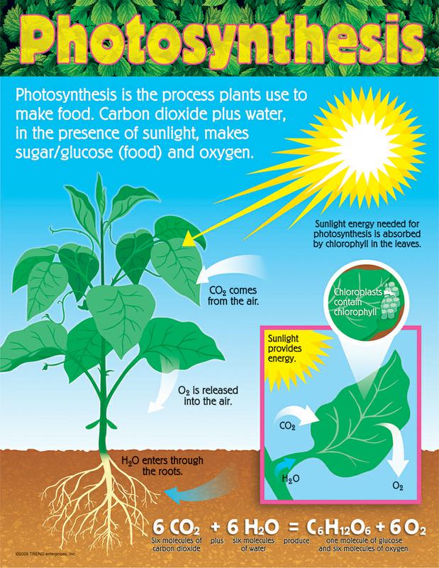 Photosynthesis Chart