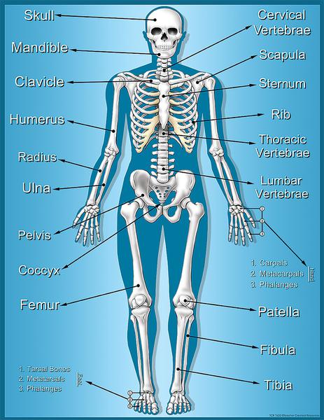 Teacher Created Resources Skeleton Chart | TCR7632 – SupplyMe