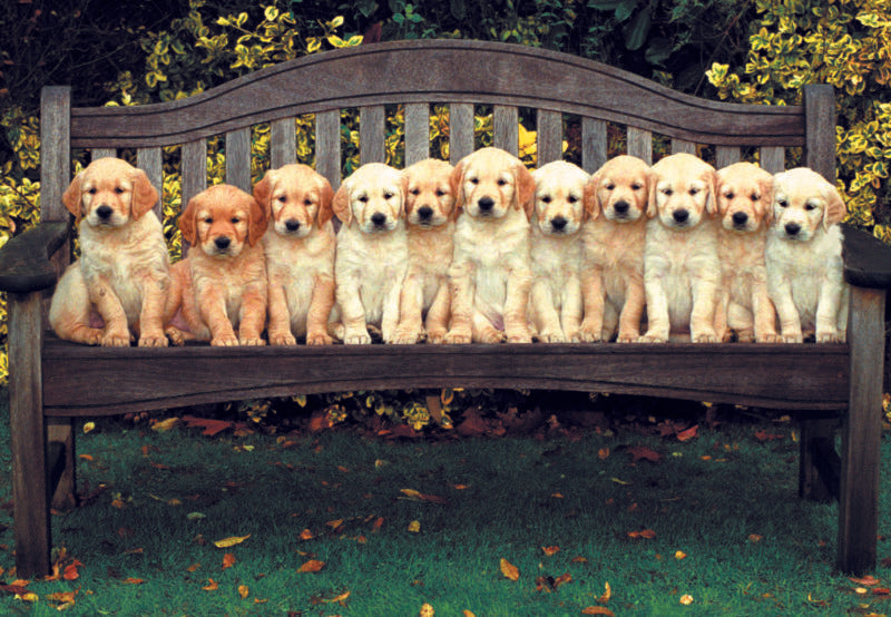 DOGS IN ROW CARD