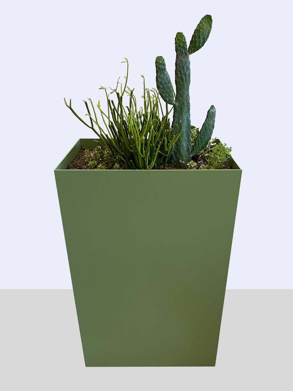 Atelier Belge Tall Planter with cacti