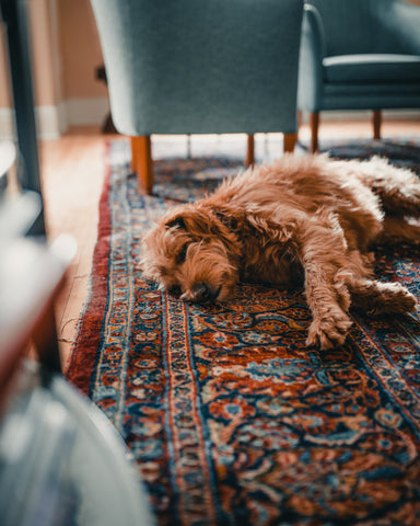 area rugs can contain toxic materials