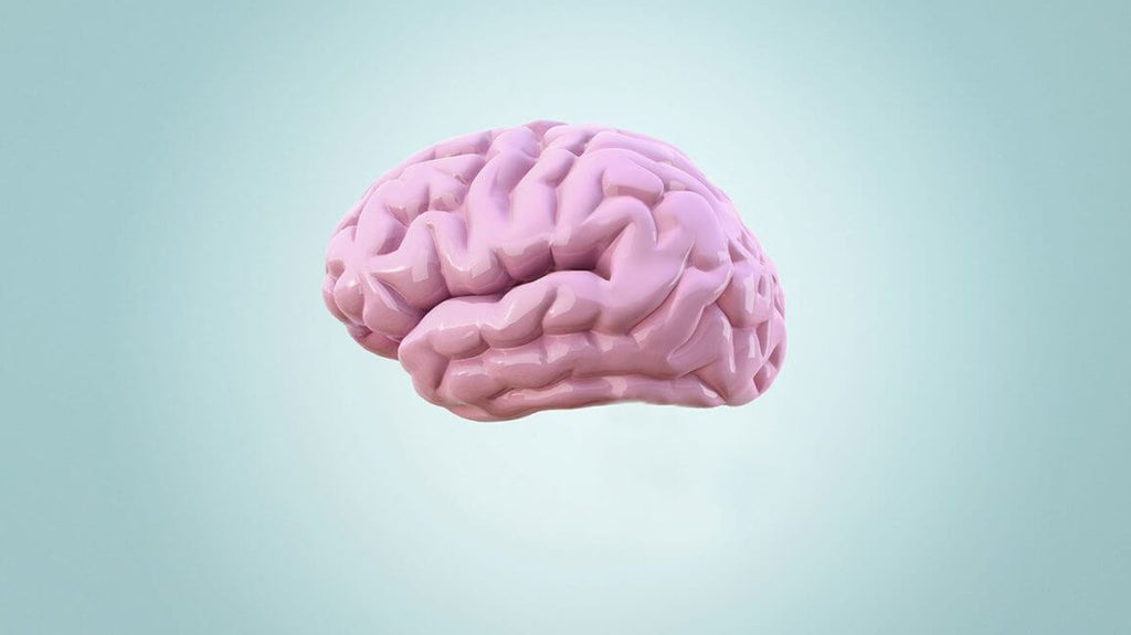 digital illustration of a brain pink on a bluish background