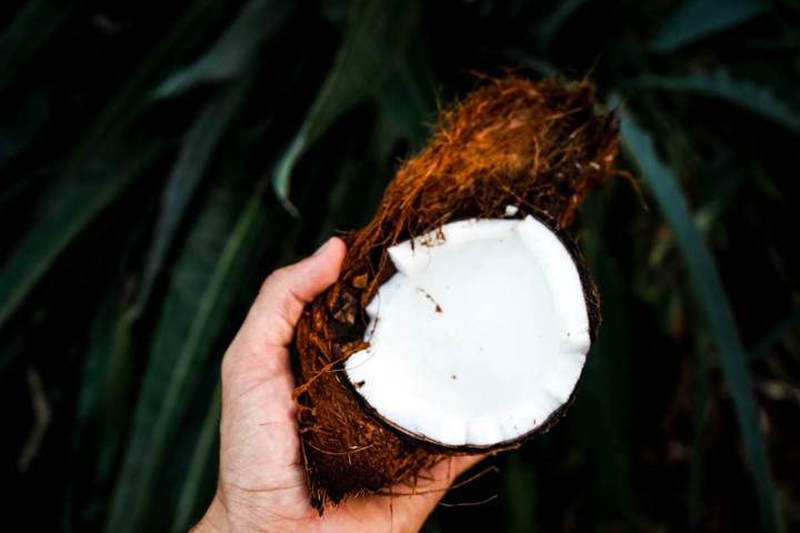 hand holding half coconut husk dark leaves background top view