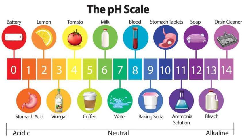 ph scale colored scale items representing acidic neutral alkaline level
