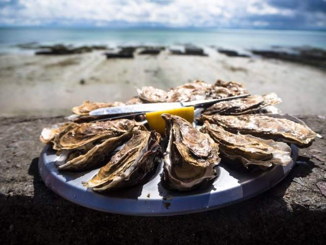 cooked oysters arranged in a circle on a plate placed near the beach