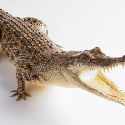 real stuffed crocodile