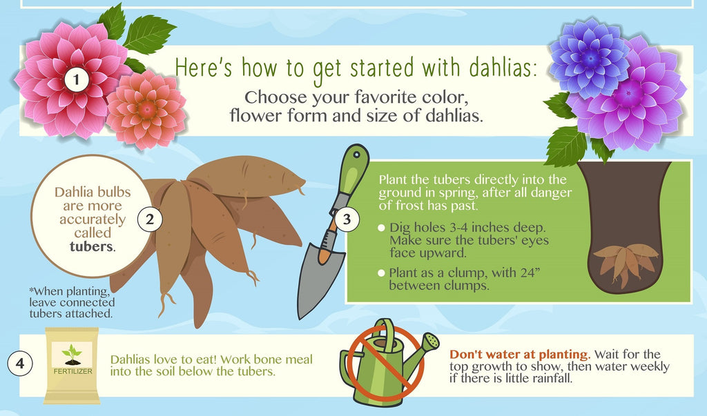 Planting Dahlias Perfectly An Infographic! Easy To Grow Bulbs