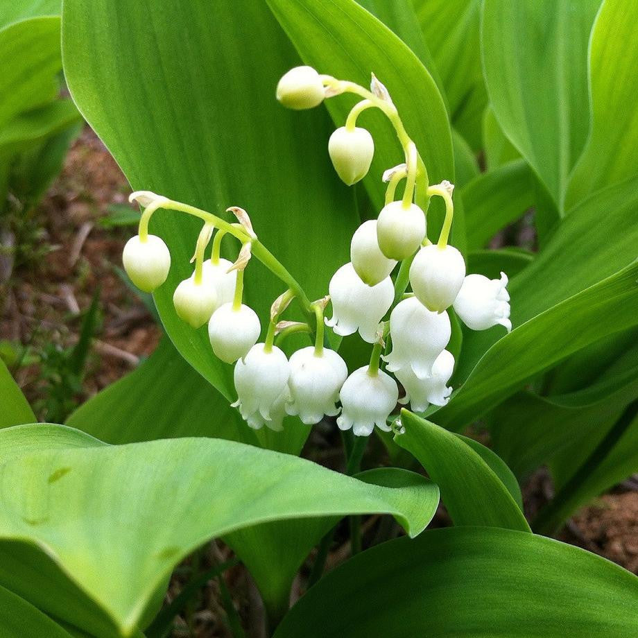 Lily of the Valley Bulbs - Convallaria majalis - In The Green