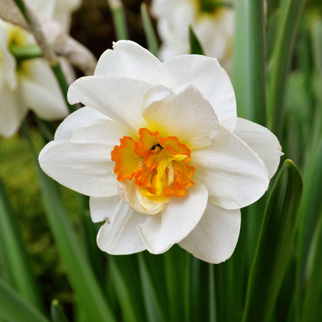 Daffodil Bulbs for Sale Online Easy To Grow Bulbs