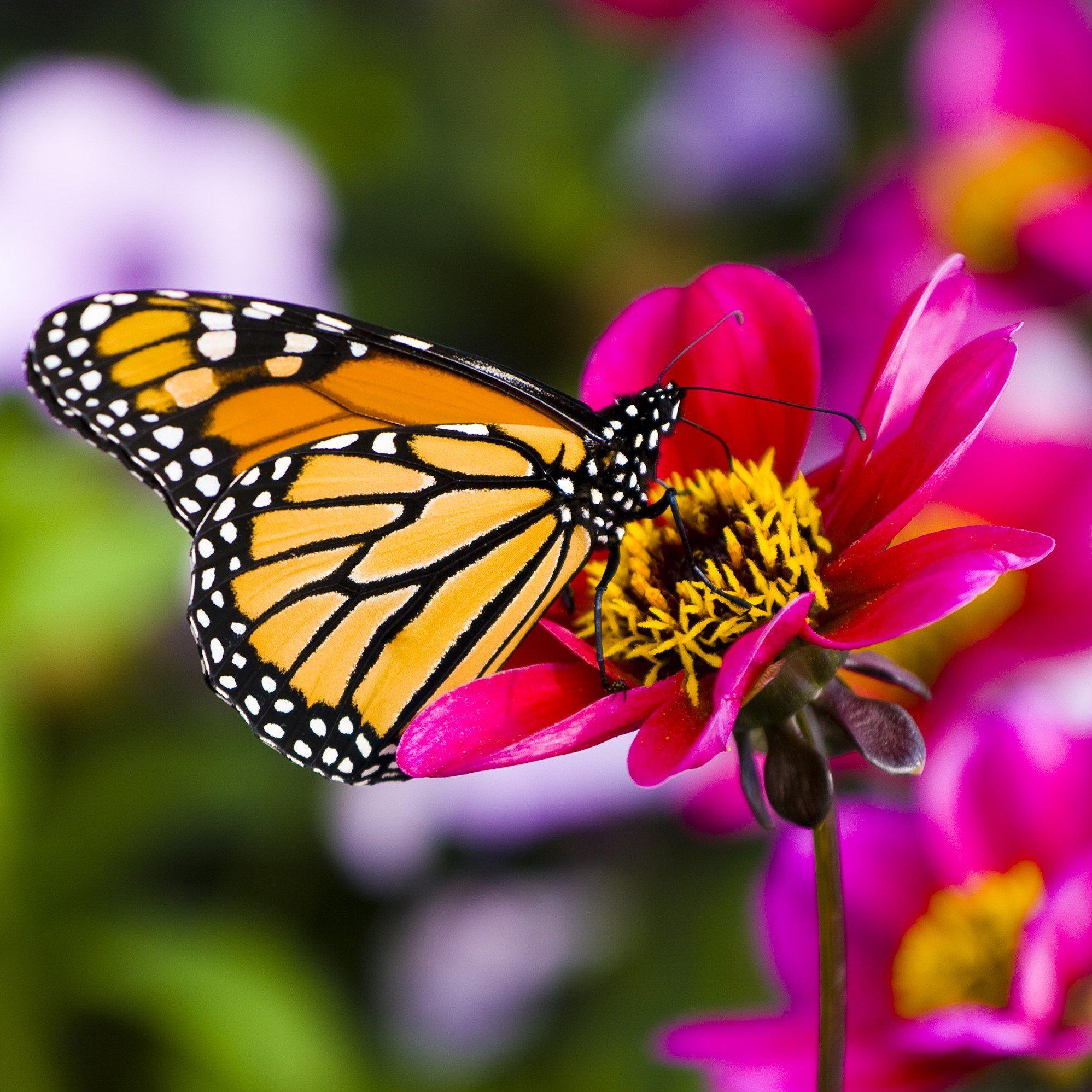 Bright Beauty Butterfly Bouquet