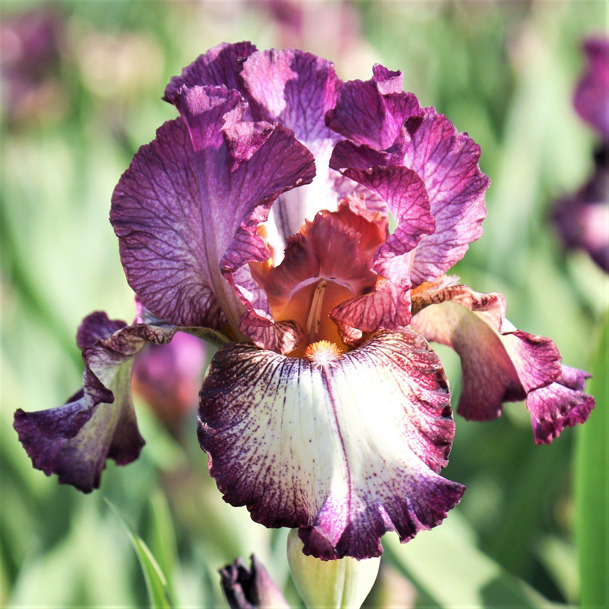 Bearded Iris - Image to u