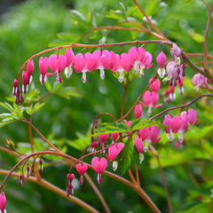 Gorgeous Bleeding Heart Plants For Sale Online  Dicentra – Easy To Grow Bulbs