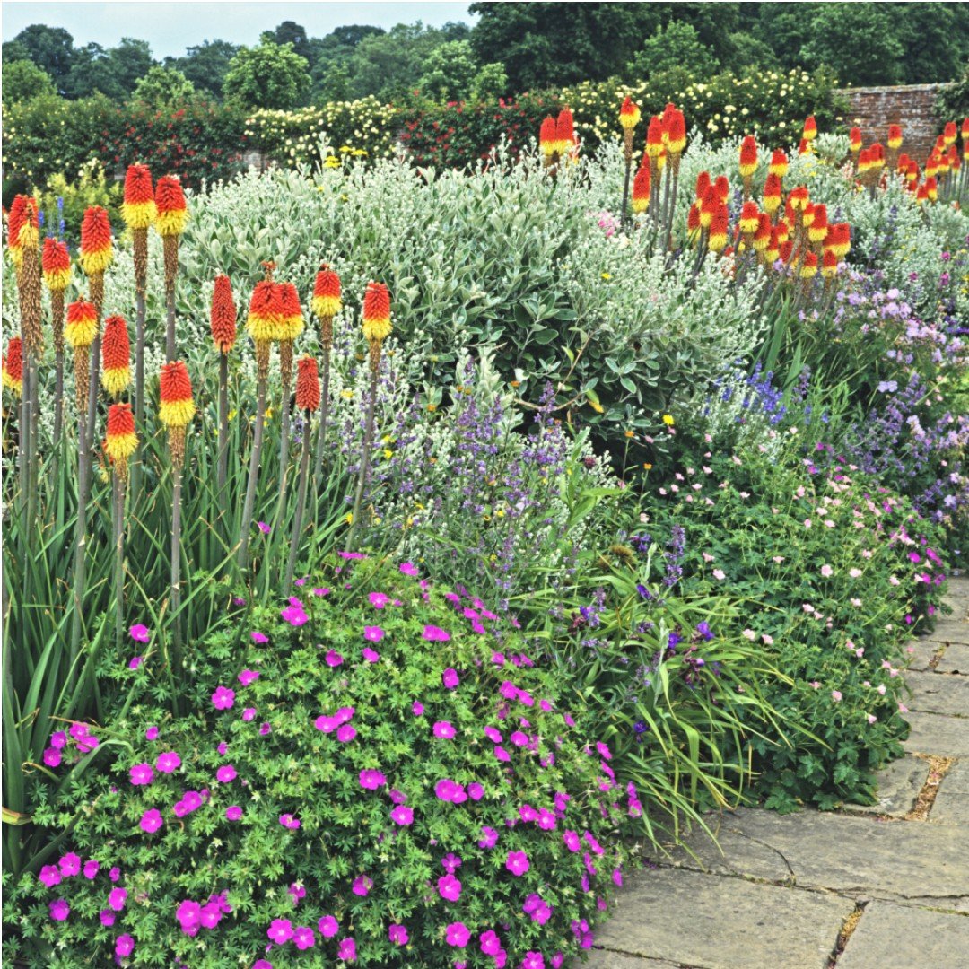 Drought Tolerant Flowers Collection