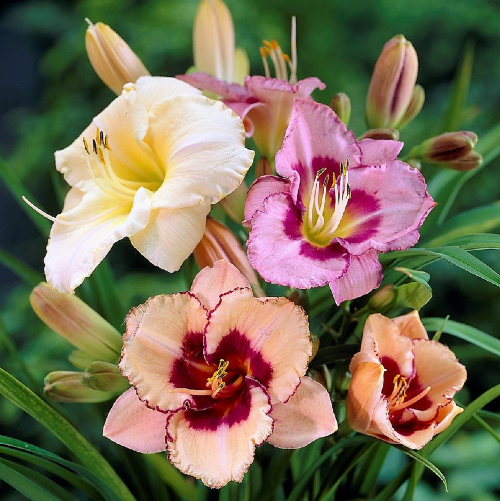 Buy Daylily Bulbs Online Easy to Grow™ Easy To Grow Bulbs