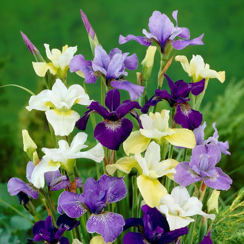 Planting siberian iris Idea